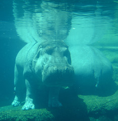 Under water hippopotamus (Hippopotamus amphibius), or hippo, from the ancient Greek for 
