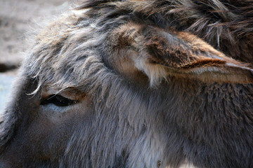 The Poitou donkey or Poitou ass (French: Baudet du Poitou), also called the Poitevin donkey, is a...