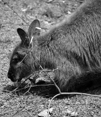 Wallaby is any animal belonging to the family Macropodidae that is smaller than a kangaroo and...