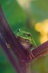 Green european tree frog on burdock