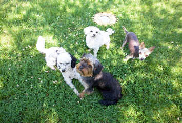 Gruppenbild mit Hunden