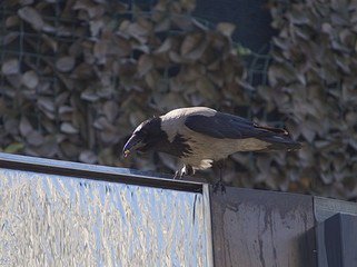 raven in a dumpster
