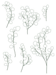 Set of Eucalyptus Branch Simple Vector Design Hand-drawn