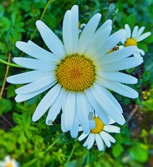 Fototapeta premium Close-up of a white daisu