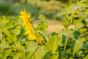 Young sunflower blossoms lit by the afternoon sun