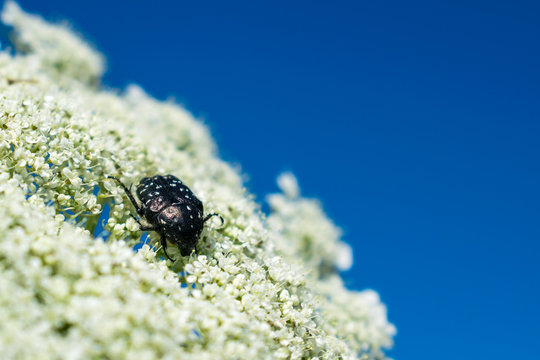White-spotted Rose Beetle on white flower