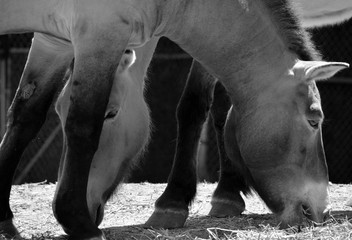 Przewalski's Horse or Dzungarian Horse, is a rare and endangered subspecies of wild horse (Equus...