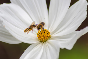 Obraz premium Fleißige Honigbiene bestäubt eine weiße Blüte im Sommer mit viel Pollen und Nektar und erfreut Obstbauern