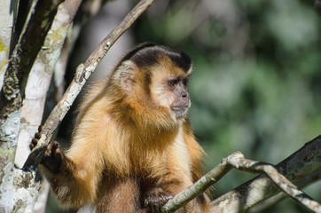 Fototapeta premium Wild monkey on top of a tree, holding on branches. Primate Macaco Prego, brazilian - south american animal.
