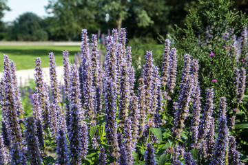 Obraz premium Blumen im Treptower Park in Berlin