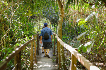 People walking on a wooden footpath in the middle of the forest. Straight footpath surrounded by...