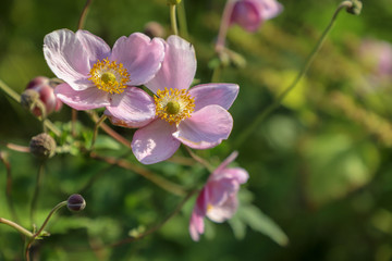 pink flowers in the garden