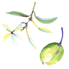 Olive branch with black and green fruit. Watercolor background illustration set. Isolated olives illustration element.