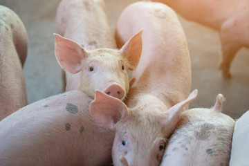 Group of pig that looks healthy in local ASEAN pig farm at livestock. The concept of standardized and clean farming without local diseases or conditions that affect pig growth or fecundity