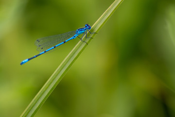 Strahlend blaue Azurjungfer posiert auf einem Schilfblatt vor grünem Hintergrund mit viel copy space für ein Insekten-Portrait mit Profilansicht