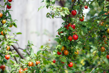 Ripe red plums Prunus cerasifera hanging on the trees