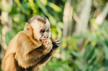 Wild monkey cub in the jungle eating an apple fruit. Primate Macaco Prego (nail monkey), Sapajus. Brazilian - South American animal. Space for text.