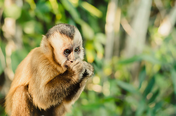 Wild monkey shrunken with cold, hands together near mouth like it's a cold day. Primate Macaco...