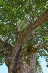 Fototapeta premium Old maple