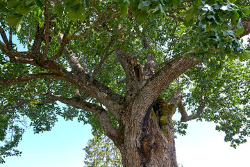 Old maple