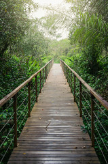 Wooden footpath in the middle of the forest. Straight footpath surrounded by trees and plants at...