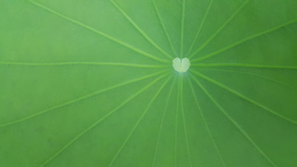 White heart shape on green leaf