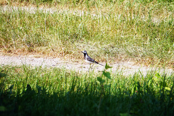 Motacilla alba is looking for food among succulent grass