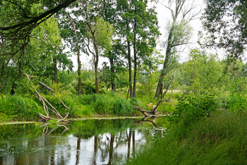 Fototapeta na wymiar Forest River flowing from Belovezhskaya Pushcha. Unesco heritage
