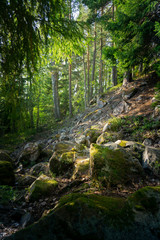 Coniferous forest with stones and moss
