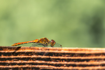 Blutrote Heidelibelle macht sich bereit für die Jagd auf Fluginsekten wie Fliegen und Mücken vor unscharfem Hintergrund und mit copy space
