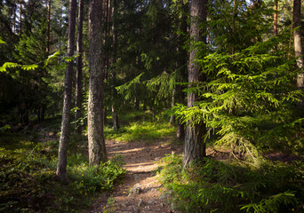 Fototapeta na wymiar Path in coniferous forest