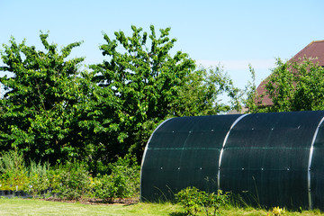 Greenhouse for growing plants in the backyard garden