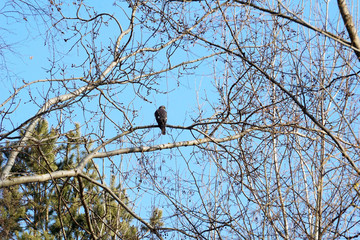 The hawk sparrower (Accipiter nisus) sits on a branch and searches for prey.