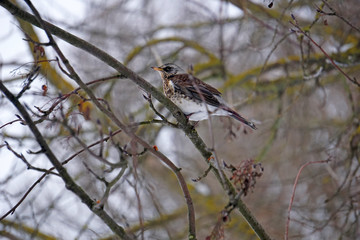 The fieldfare (Turdus pilaris) sitting on the tree in winter