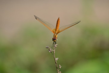 Dragonfly