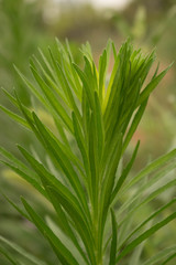 Grass high green plant field for design background