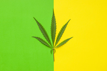 Marijuana cannabis leaf.