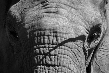 African elephants are elephants of the genus Loxodonta. The genus consists of two extant species:...