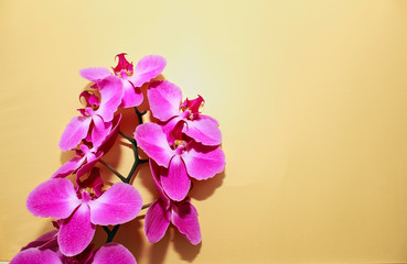 Pink Orchid (phalaenopsis) brench on a golden paper background. Beautiful indoor flowers close-up....