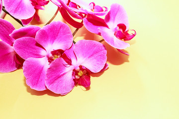 Fototapeta na wymiar Pink Orchid (phalaenopsis) brench on a golden paper background. Beautiful indoor flowers close-up. Gift.