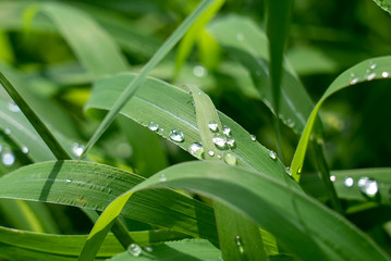 雨上がりの雫