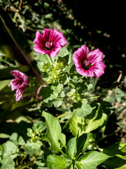 Fototapeta premium wild mallow flowers in full sun