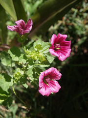 Fototapeta premium wild mallow flowers in full sun