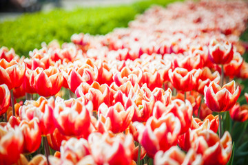 Tulipany, łąka tulipanów