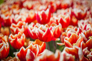 Tulipany, łąka tulipanów