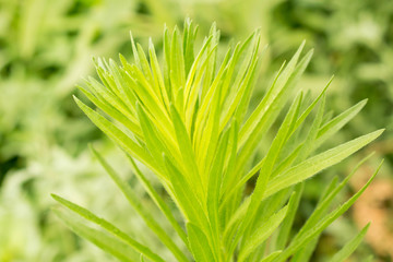 Grass high green plant field for design background