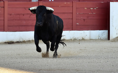toro bravo español