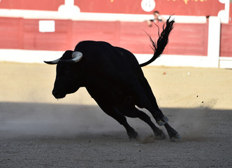 toro bravo español