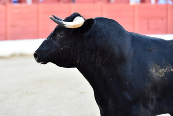cuernos de toro español