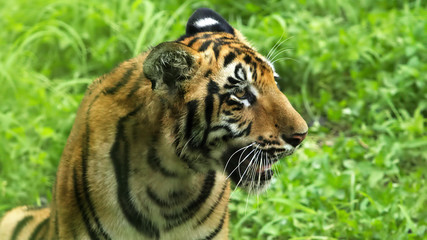 Fototapeta na wymiar Royal Bengal tiger face